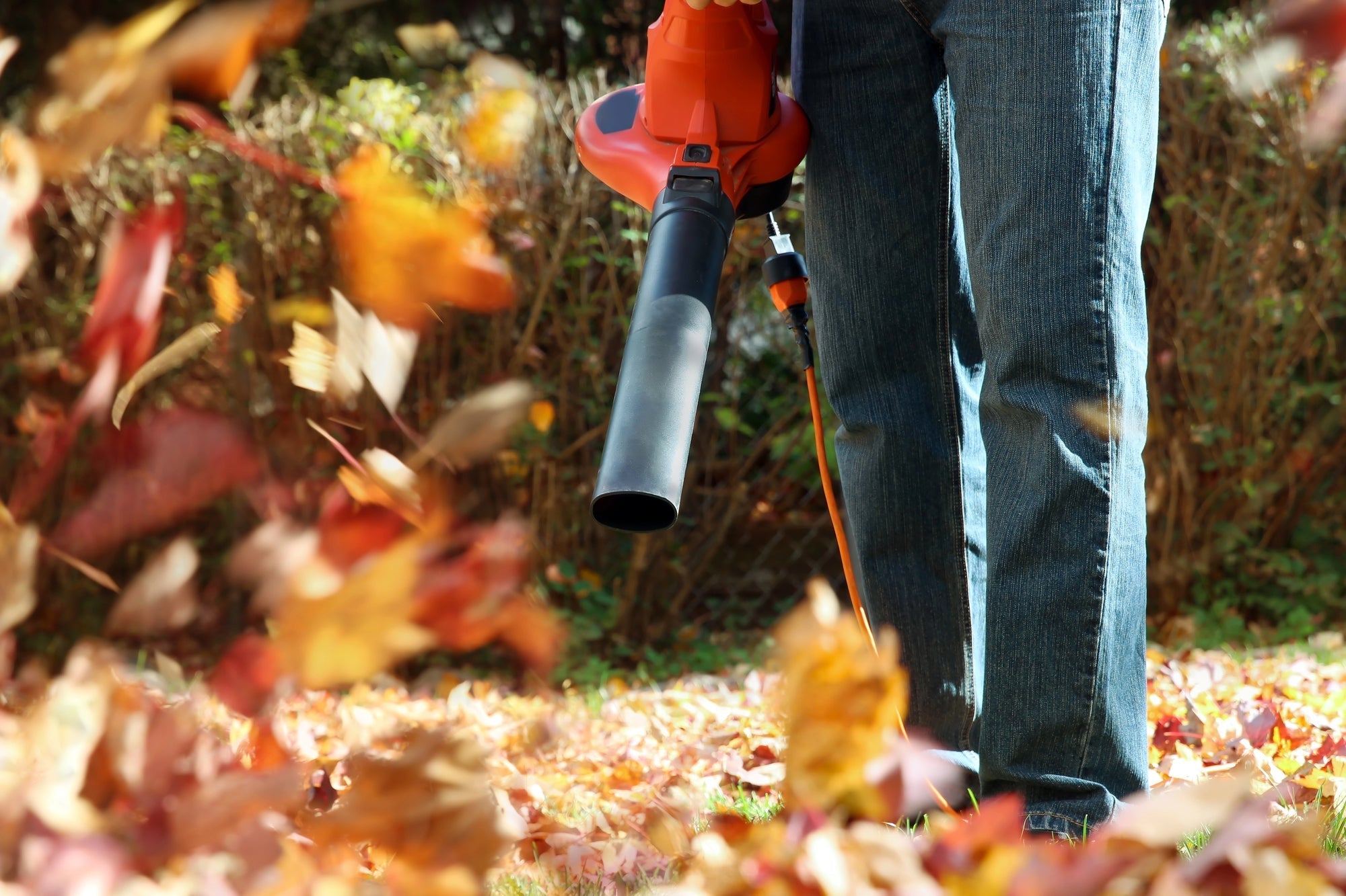 Herbstlaub im Garten sinnvoll verwenden: Tipps für Frostschutz, Mulch und Kompost