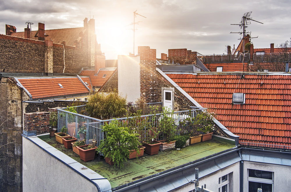 Bepflanzte Dachterrasse Titelbild