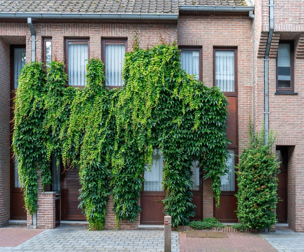 Fassadenbegrünung: Pflegeaufwand minimieren und Grüne Fassade gestalten