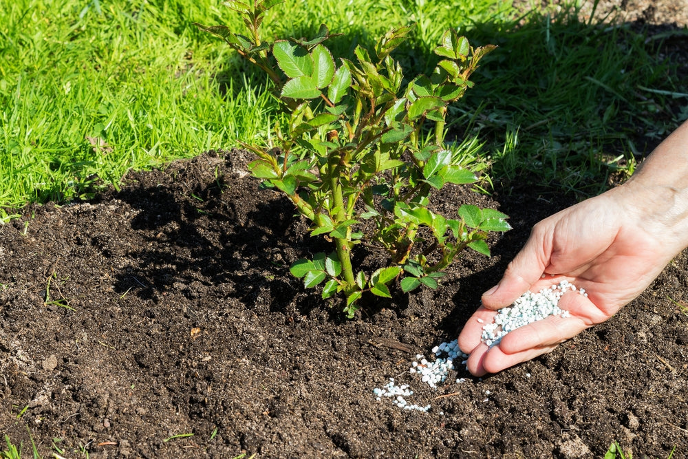 Richtig Düngen im Garten: Schritt für Schritt erklärt