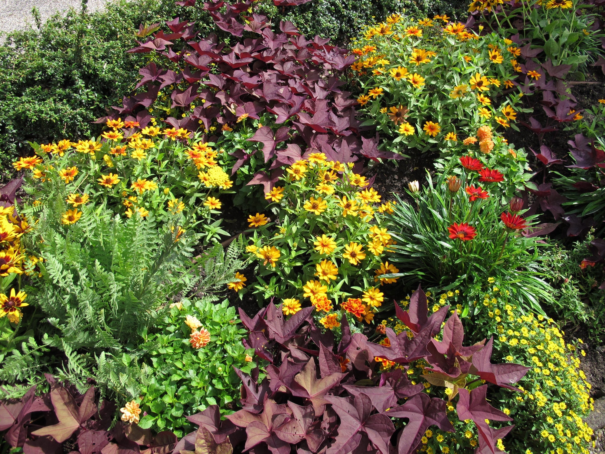 Immerblühendes Beet anlegen: Dein ganzjährig blühendes Blumenbeet
